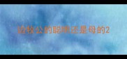 边牧公的聪明还是母的