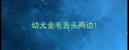 幼犬金毛舌头两边