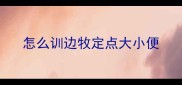 怎么训边牧定点大小便