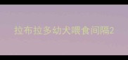 拉布拉多幼犬喂食间隔