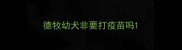 德牧幼犬非要打疫苗吗