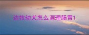 边牧幼犬怎么调理肠胃