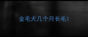 金毛犬几个月长毛
