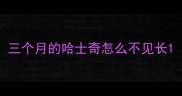 三个月的哈士奇怎么不见长