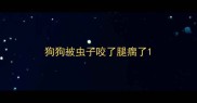 狗狗被虫子咬了腿瘸了
