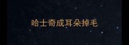 哈士奇成耳朵掉毛