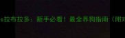金毛vs拉布拉多新手必看最全养狗指南附对比表