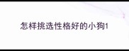 怎样挑选性格好的小狗