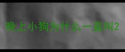 晚上小狗为什么一直叫