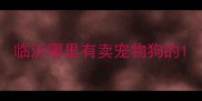临沂哪里有卖宠物狗的