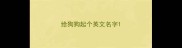给狗狗起个英文名字