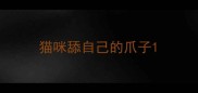 猫咪舔自己的爪子