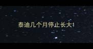 泰迪几个月停止长大