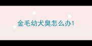 金毛幼犬臭怎么办