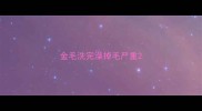 金毛洗完澡掉毛严重