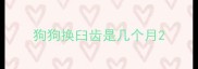 狗狗换臼齿是几个月