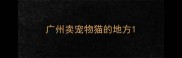 广州卖宠物猫的地方