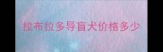 拉布拉多导盲犬价格多少