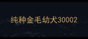 纯种金毛幼犬3000