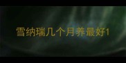 雪纳瑞几个月养最好