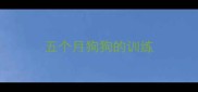 五个月狗狗的训练