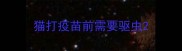 猫打疫苗前需要驱虫