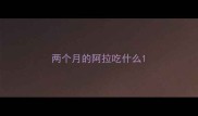 两个月的阿拉吃什么