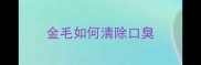 金毛如何清除口臭