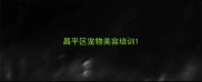 昌平区宠物美容培训