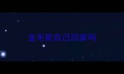 金毛能自己回家吗