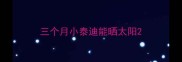 三个月小泰迪能晒太阳