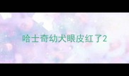 哈士奇幼犬眼皮红了