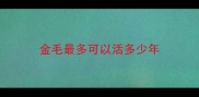 金毛最多可以活多少年