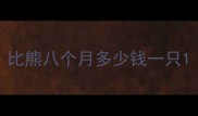 比熊八个月多少钱一只