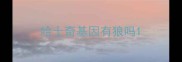 哈士奇基因有狼吗