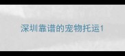 深圳靠谱的宠物托运