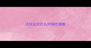 边牧幼犬什么时候吃狗粮
