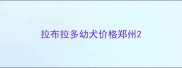 拉布拉多幼犬价格郑州