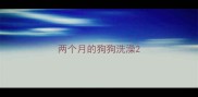 两个月的狗狗洗澡