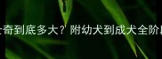六个月母哈士奇到底多大附幼犬到成犬全阶段生长对照表