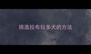 挑选拉布拉多犬的方法