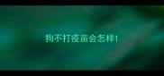 狗不打疫苗会怎样