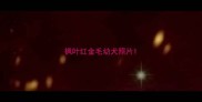 枫叶红金毛幼犬照片