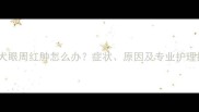 金毛犬眼周红肿怎么办症状原因及专业护理指南