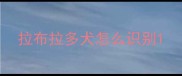 拉布拉多犬怎么识别