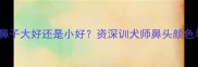 拉布拉多鼻子大好还是小好资深训犬师鼻头颜色与健康关系