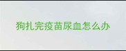 狗扎完疫苗尿血怎么办