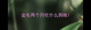 金毛两个月吃什么狗粮