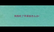 狗狗吃了苹果核怎么办