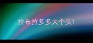 拉布拉多多大个头
